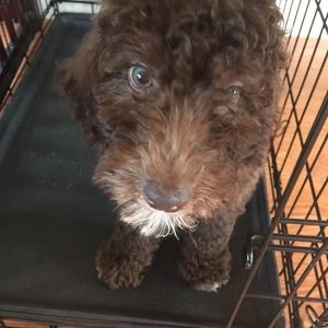 Meet your Posher, Buck